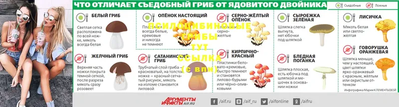 купить наркоту  Апатиты  Псилоцибиновые грибы Psilocybe 